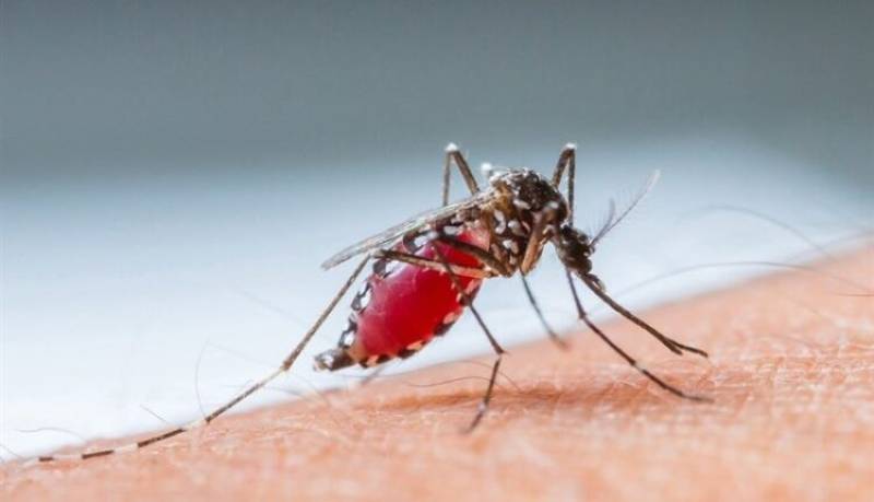 شناسایی ۴۱ مورد ابتلا به مالاریا در استان کرمان